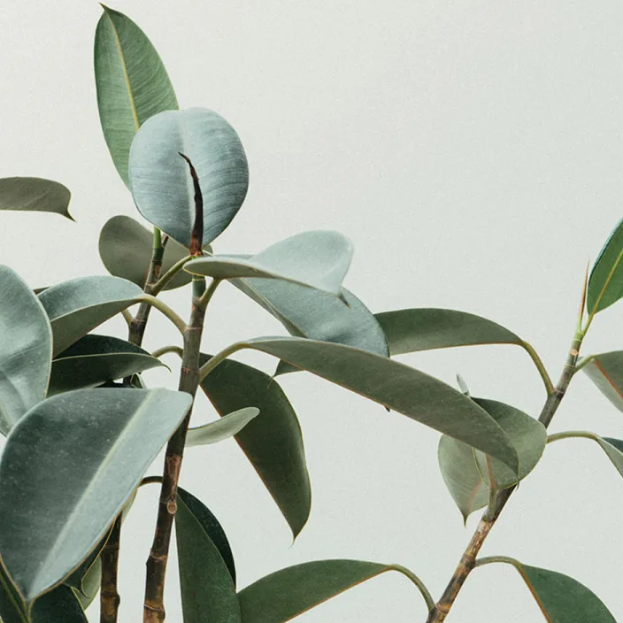 The glossy green leaves of a rubber plant against a plain pale grey wall.